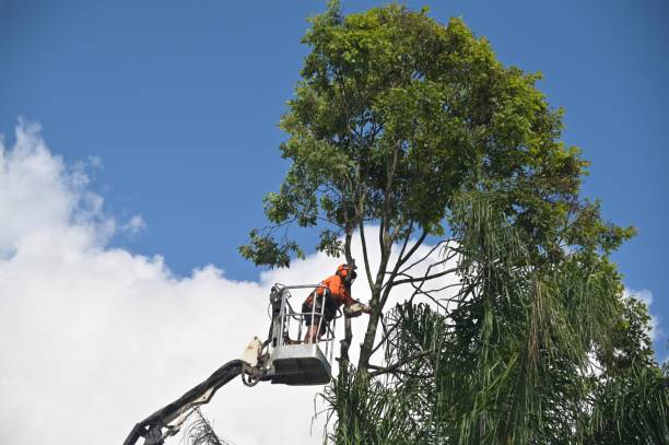 How Our Tree Care Process Works  in  Lynnwood Pricedale, PA