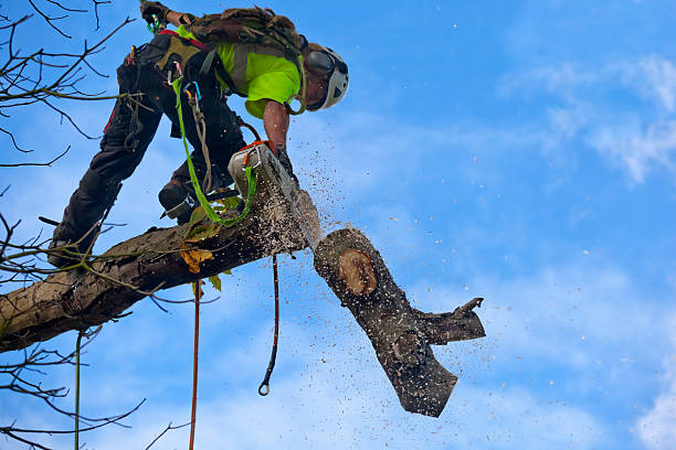 How Our Tree Care Process Works  in  Lynnwood Pricedale, PA